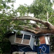 Albero caduto_Via Massarenti_chiosco schiacciato