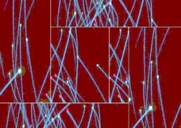 piattaforma digitale 2