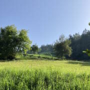 Sostenibilità ambientale verde aria fresca aberi