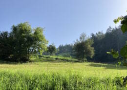 Sostenibilità ambientale verde aria fresca aberi